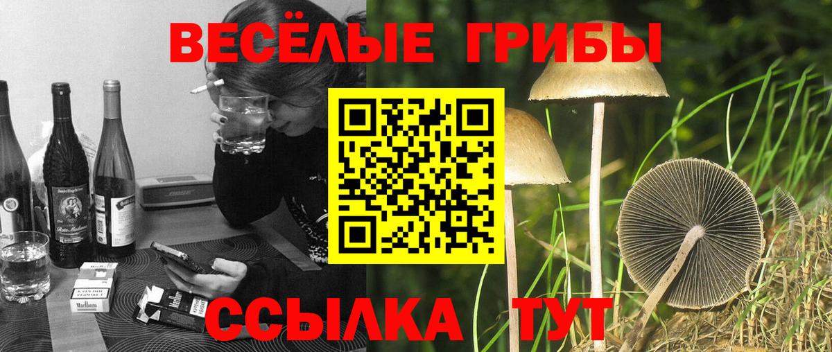 Псилоцибиновые грибы Cubensis Люберцы